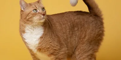 Best cat food guide illustration