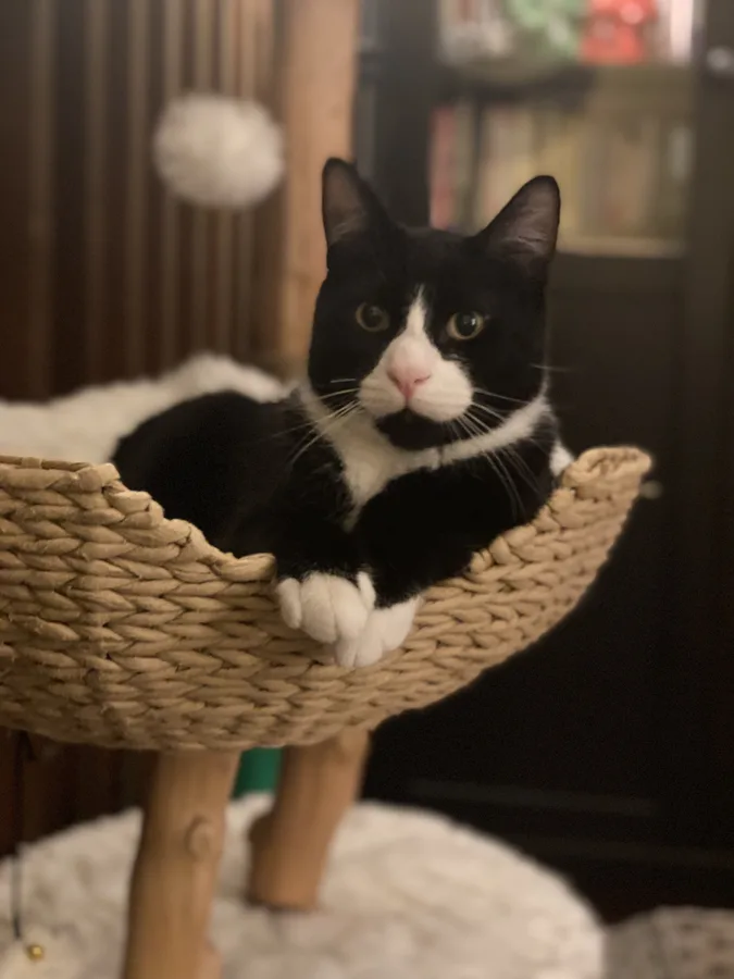 Louie the cat
