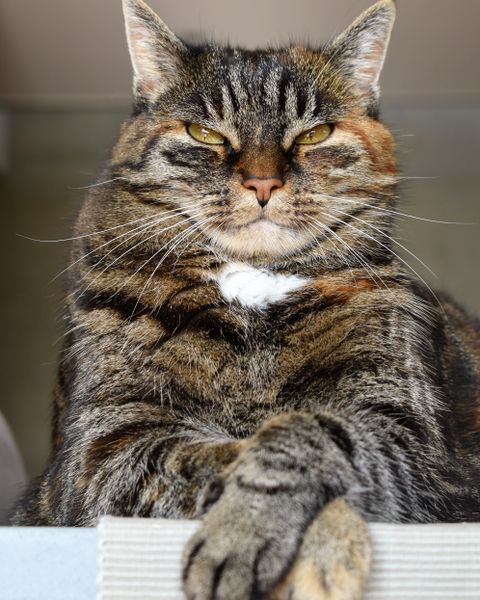 A smug tabby cat with arms crossed, the classic troublemaker